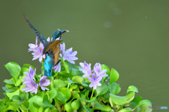 ホテイアオイとカワセミ