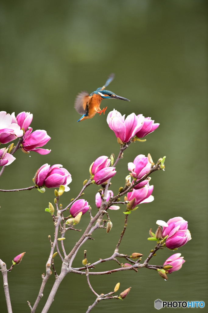 モクレンとカワセミ