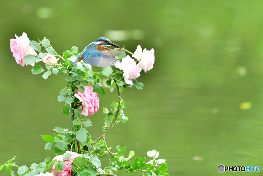 バラとカワセミ