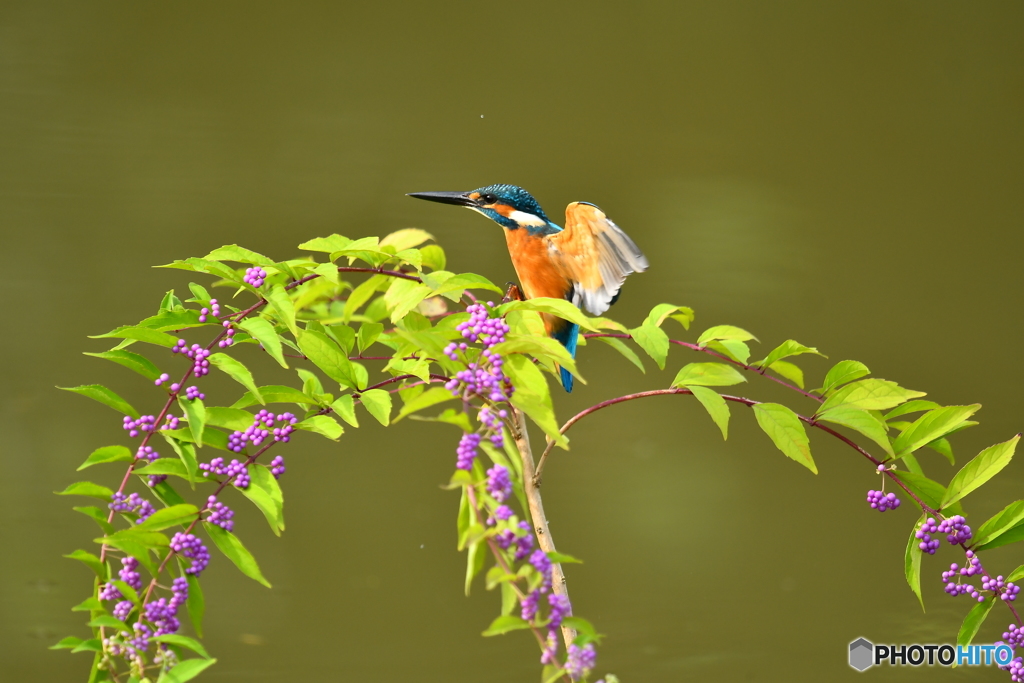 紫式部とカワセミ