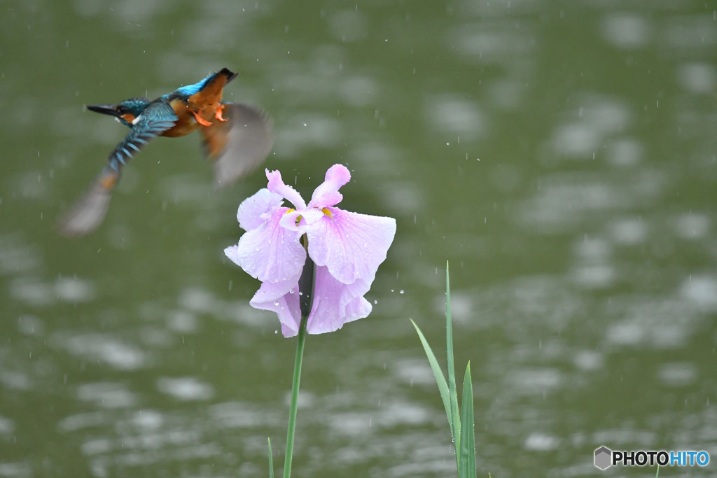花ショウブとカワセミ