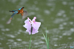 花ショウブとカワセミ
