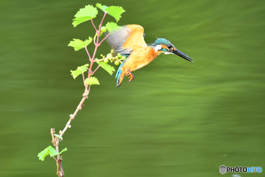 山ブドウとカワセミ