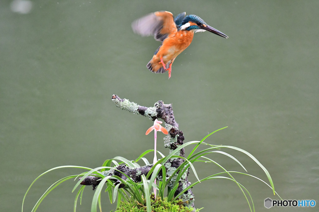 春蘭とカワセミ