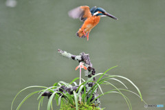 春蘭とカワセミ