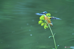 オミナエシとカワセミ