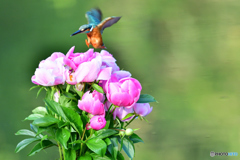 シャクヤクとカワセミ