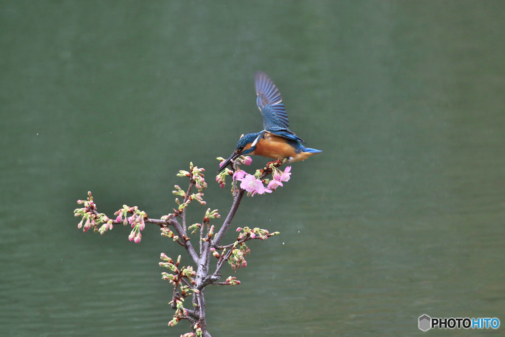 河津桜とカワセミ