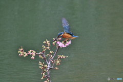 河津桜とカワセミ