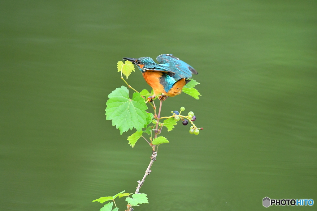 山ブドウとカワセミ