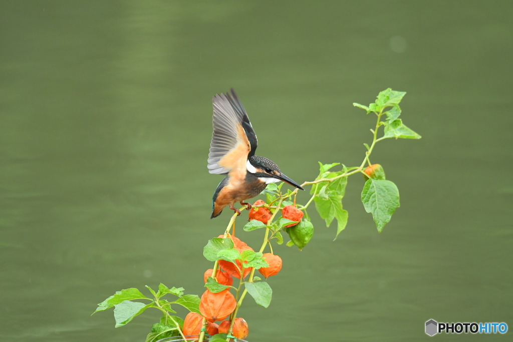 ホオズキとカワセミ