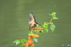 ホオズキとカワセミ