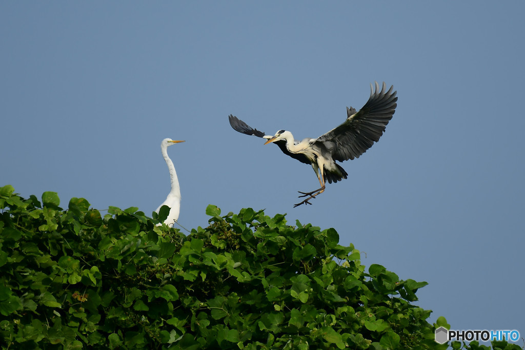 アオサギとダイサギ
