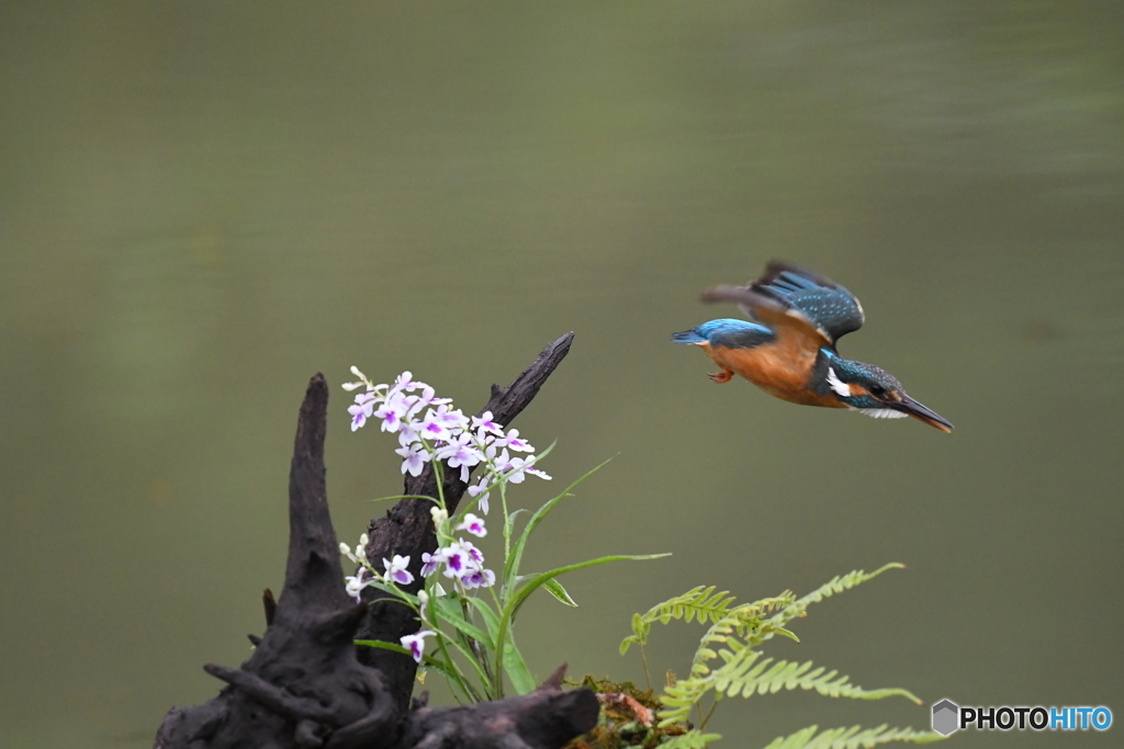ウチョウランとカワセミ