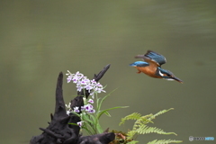 ウチョウランとカワセミ
