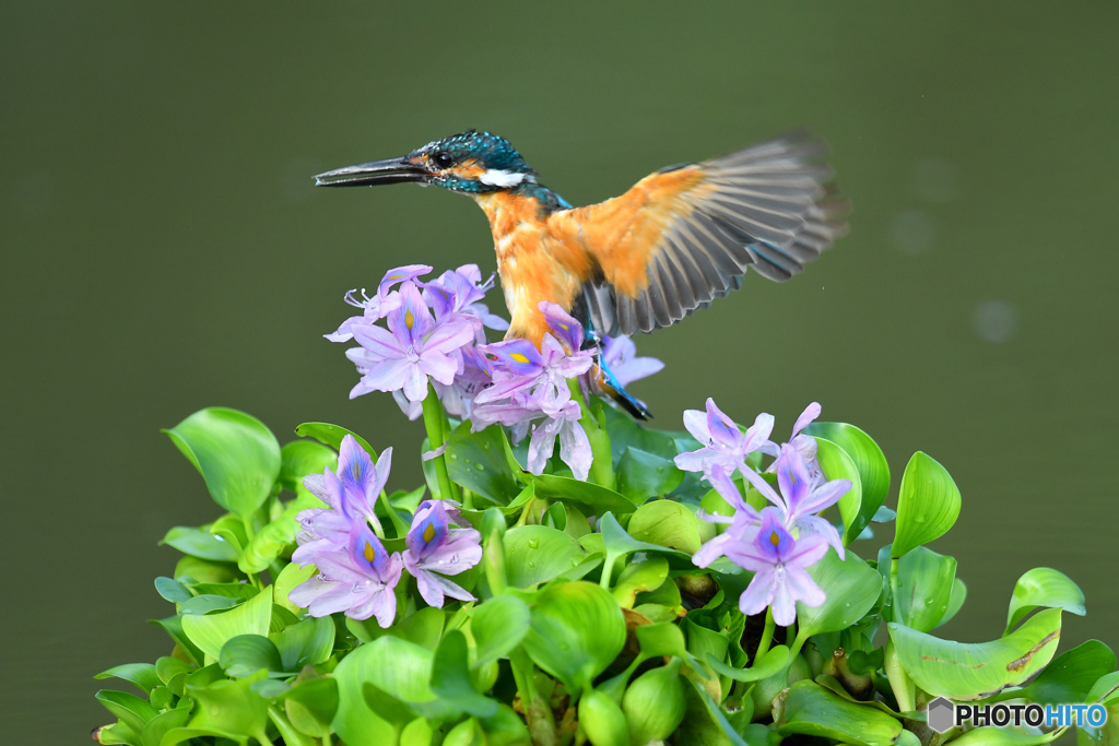 ホテイアオイとカワセミ