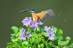 ホテイアオイとカワセミ