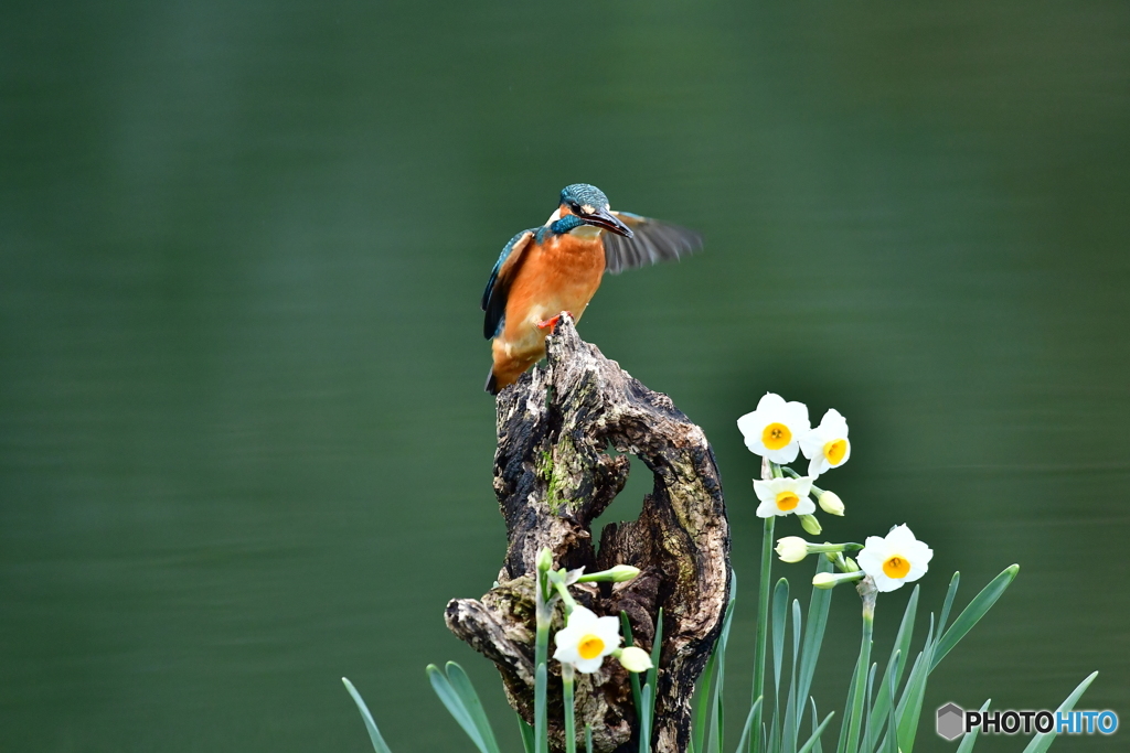 スイセンとカワセミ