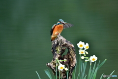 スイセンとカワセミ