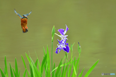 花ショウブとカワセミ