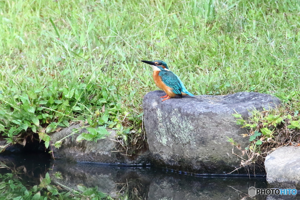 カワセミ