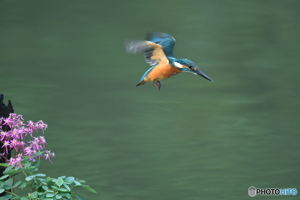 大文字草とカワセミ