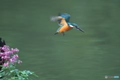 大文字草とカワセミ