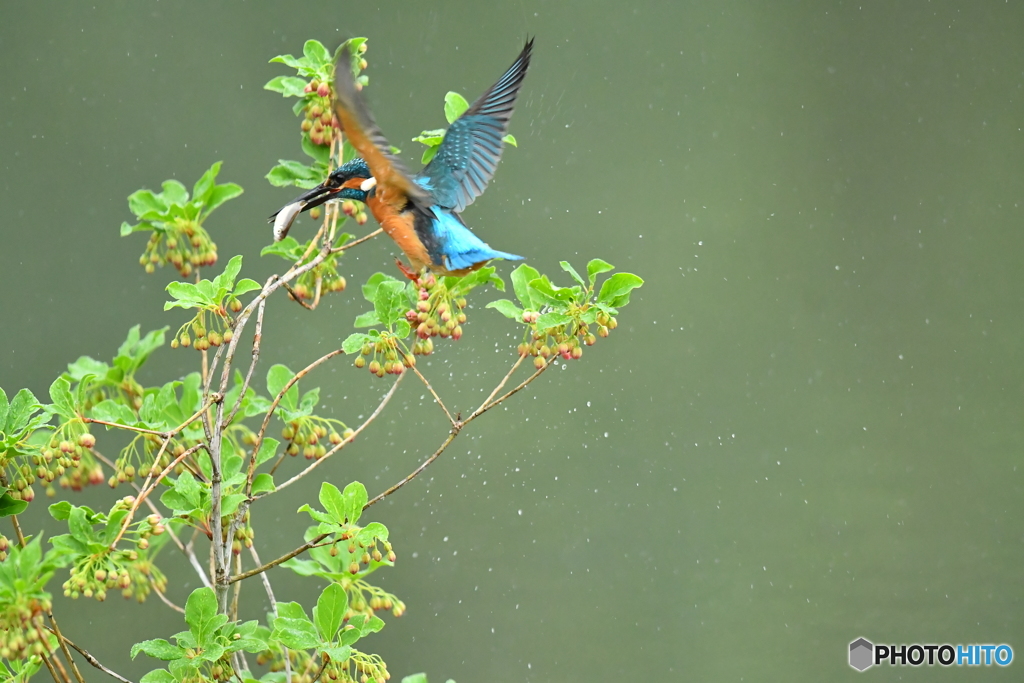 更紗ドウタンとカワセミ