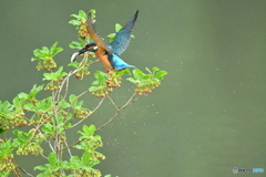更紗ドウタンとカワセミ