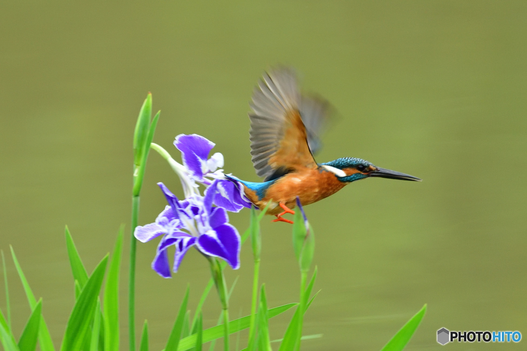 花ショウブとカワセミ