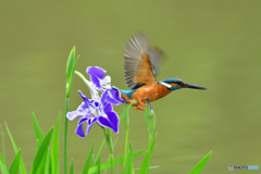 花ショウブとカワセミ