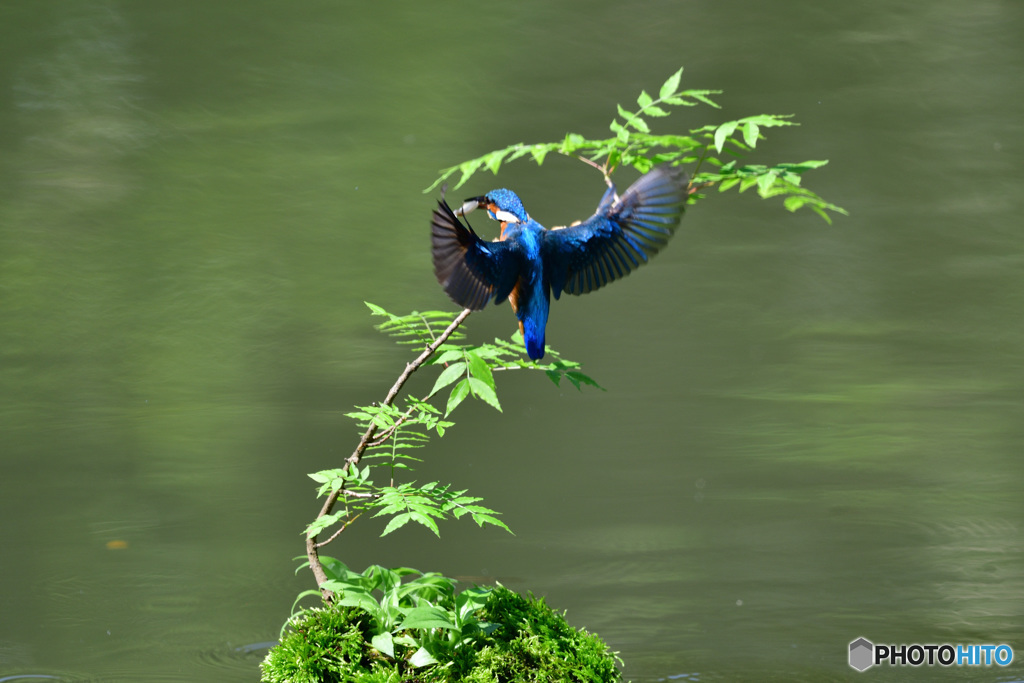 ハゼノキとカワセミ