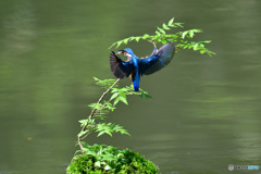 ハゼノキとカワセミ