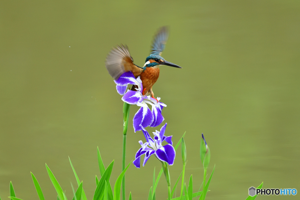 花ショウブとカワセミ