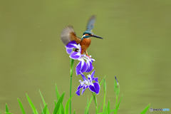 花ショウブとカワセミ