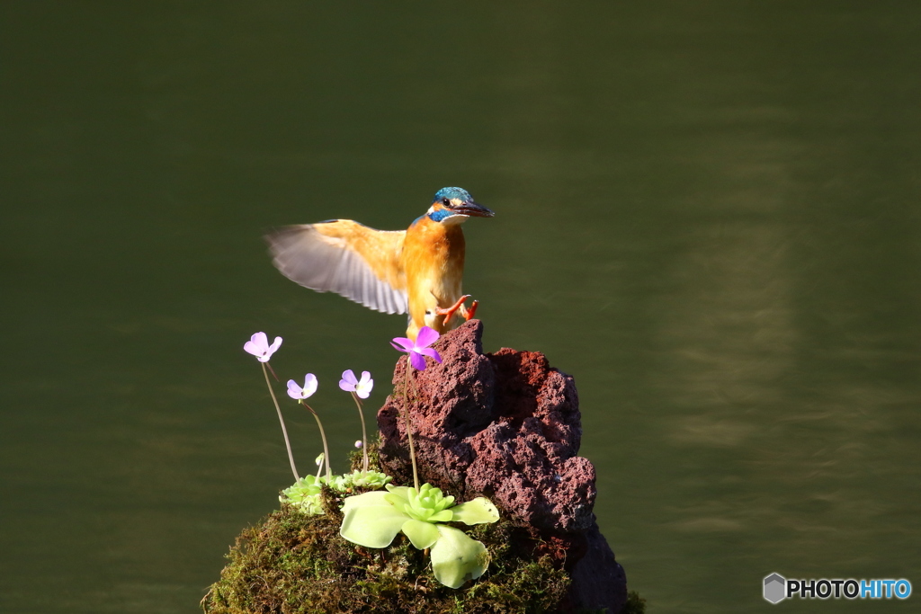 虫取りスミレとカワセミ