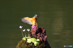 虫取りスミレとカワセミ