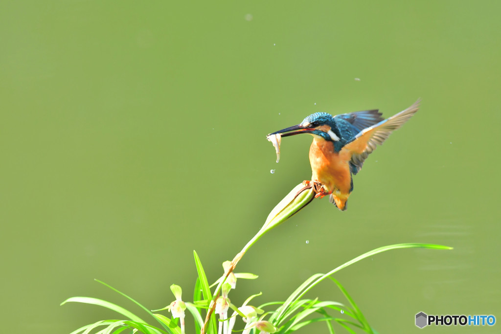春蘭とカワセミ