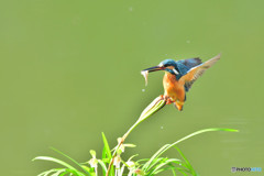 春蘭とカワセミ
