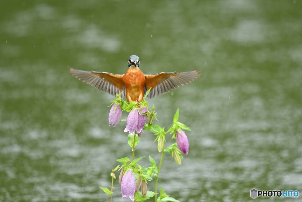 ホタルブクロとカワセミ