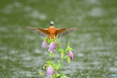 ホタルブクロとカワセミ
