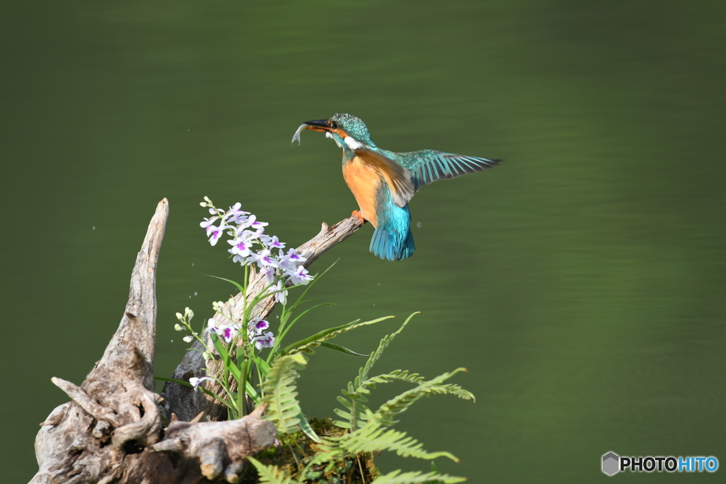 ウチョウランとカワセミ