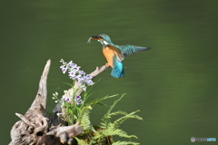 ウチョウランとカワセミ