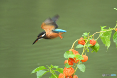 ホオズキとカワセミ