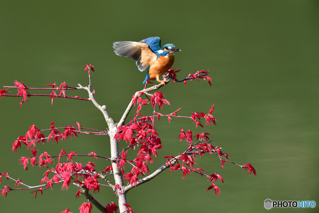 紅葉とカワセミ