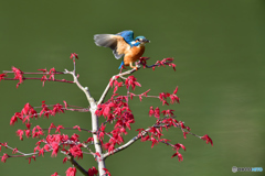 紅葉とカワセミ