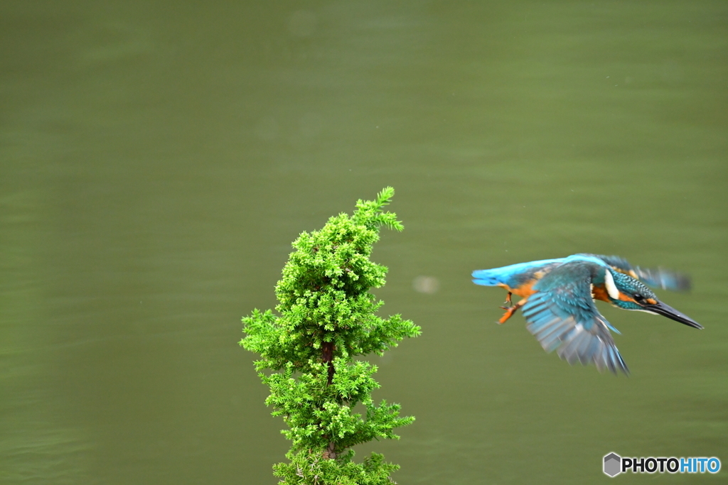スギとカワセミ