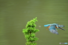 スギとカワセミ