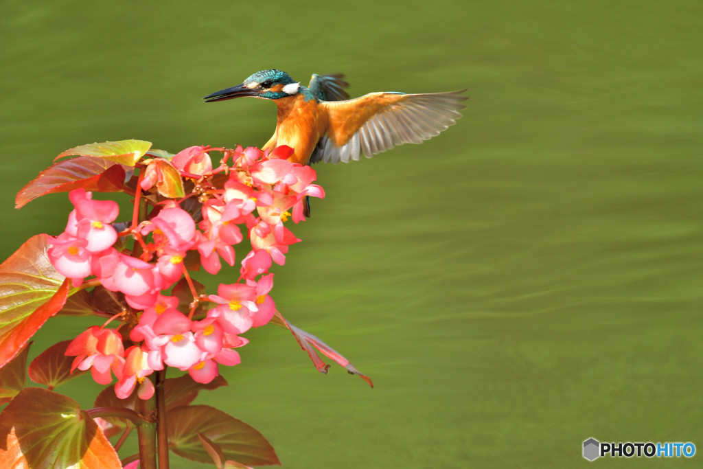 ベゴニアとカワセミ