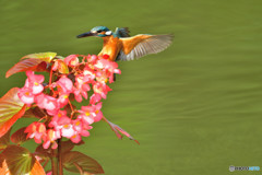 ベゴニアとカワセミ